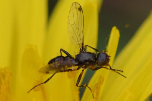 Sepsis sp.